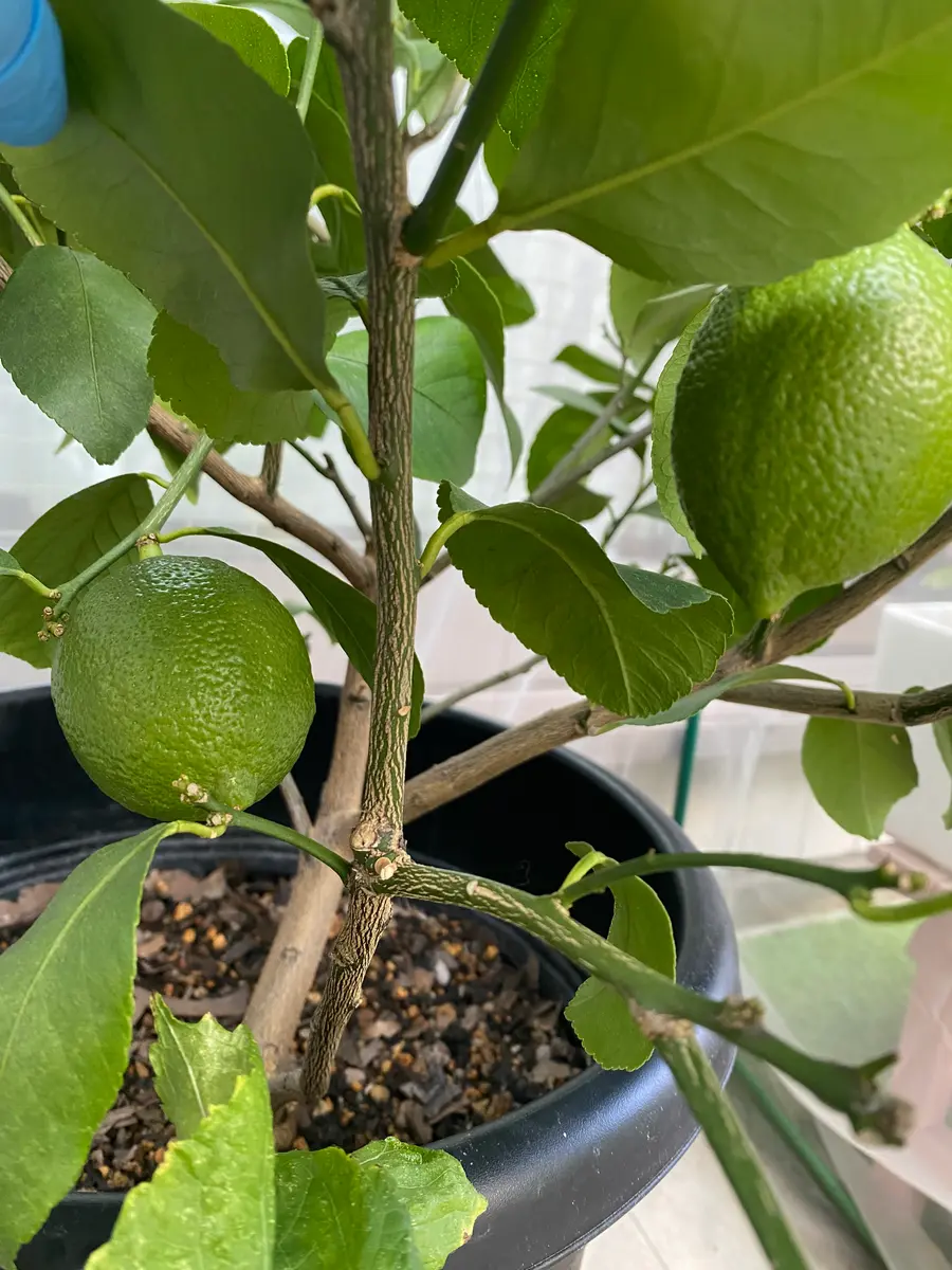 初心者がトゲなしリスボンレモン栽培🍋｜そだレポ（栽培レポート
