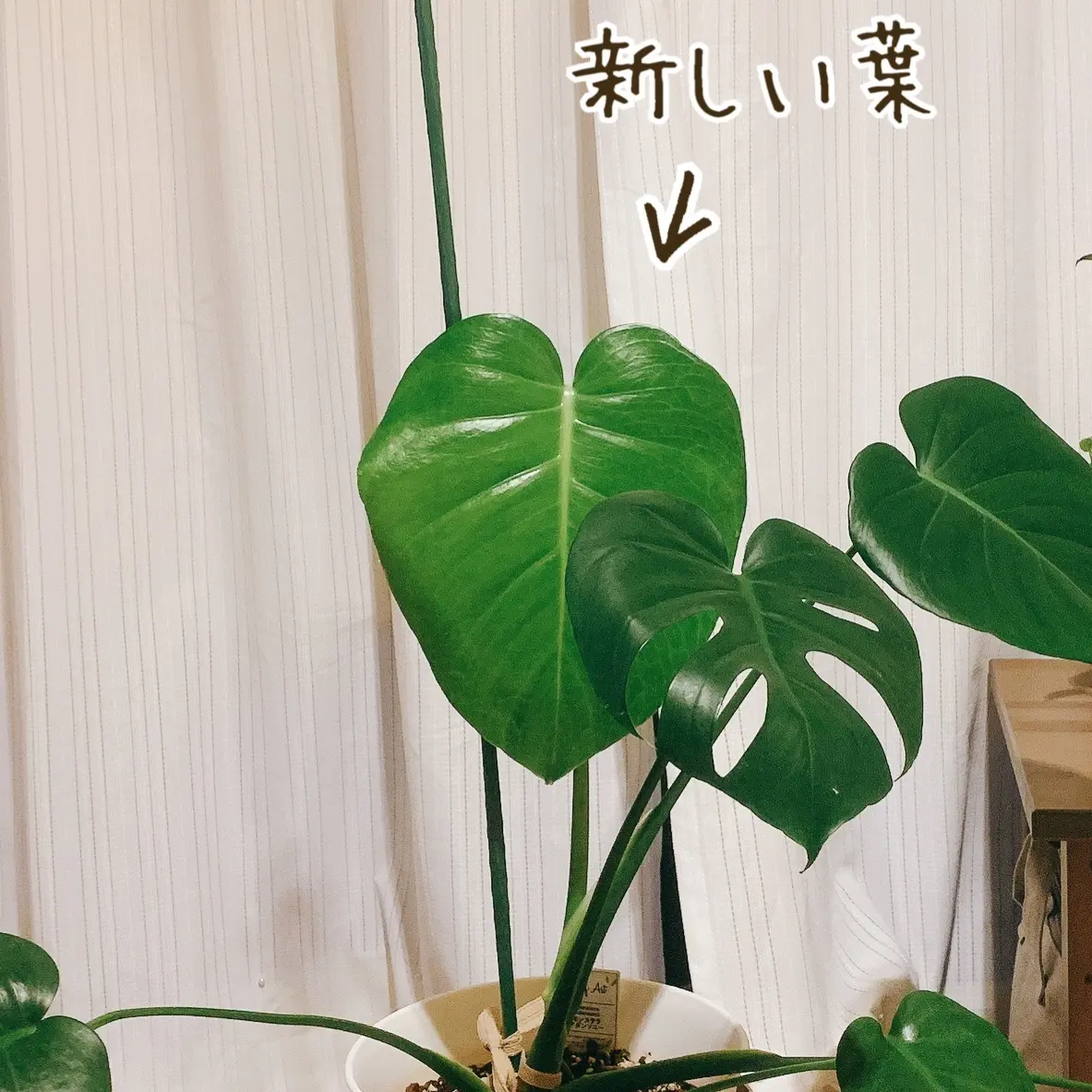 ［現品］新芽　モンステラ 大型　觀葉植物　室内　育てやすい 現品］新芽 モンステラ 大型 觀葉植物 室内 育てやすい