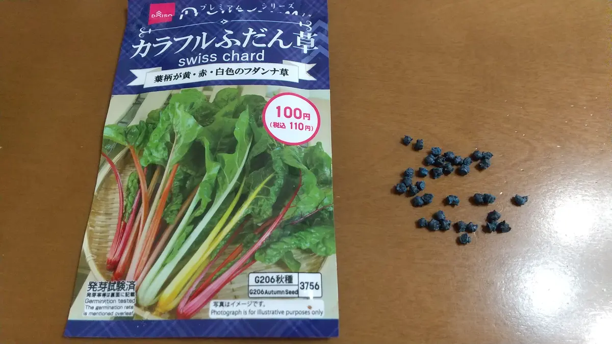 ✔️ダイソーカラフルふだん草を種から育てる|そだレポ(栽培 ✔️ダイソーカラフルふだん草を種から育てる|そだレポ(栽培