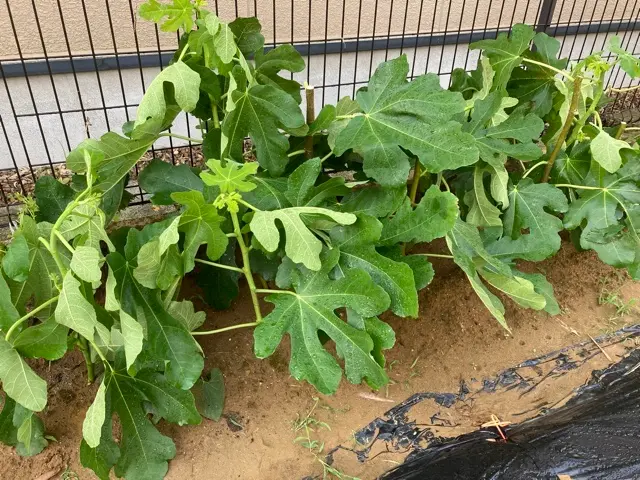 無花果の復活日記｜そだレポ（栽培レポート）byLihui｜みんなの趣味の園芸