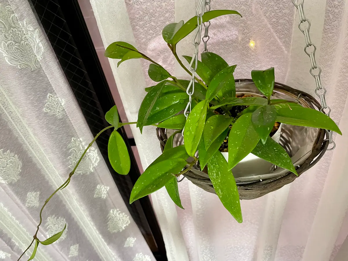 ホヤ・プビカリクス・シルバーピンクの栽培記録｜そだレポ（栽培