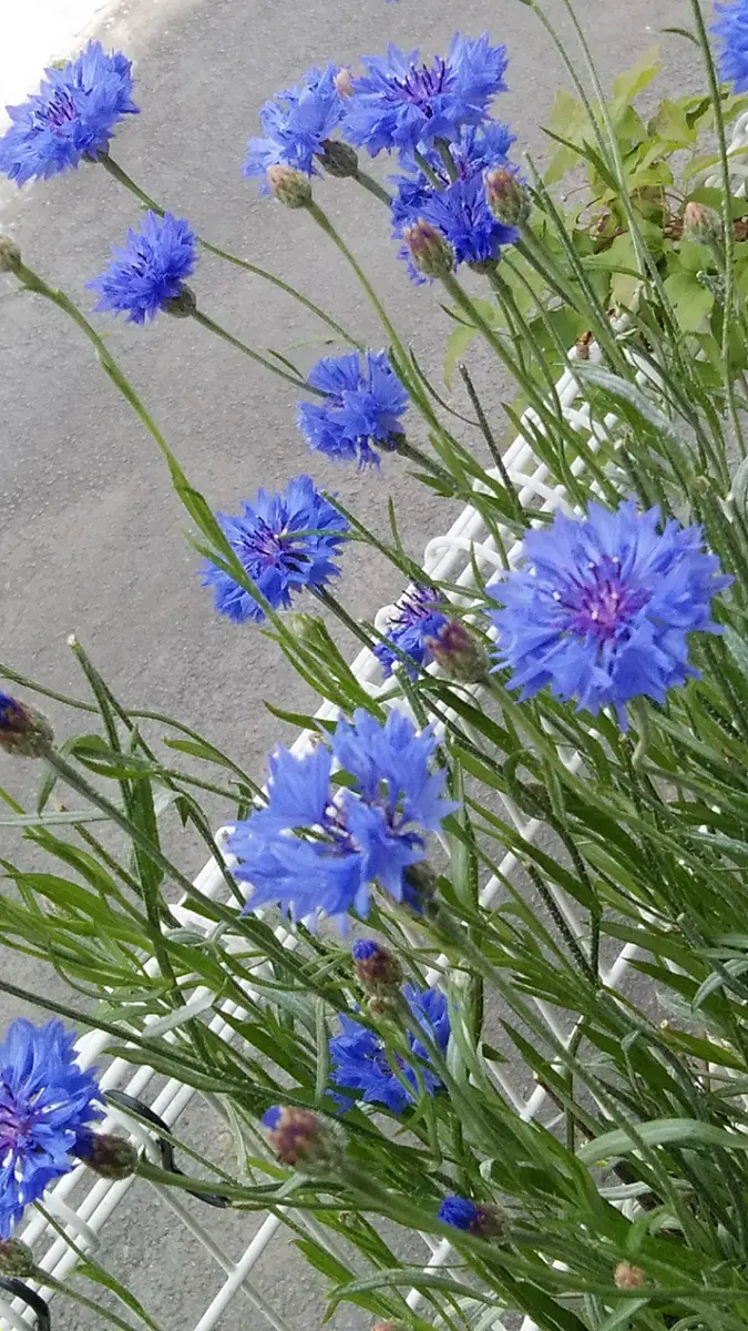 可愛い矢車草のちょっと低めのコンポティエ セントーレア（矢車草） | ミヨシグループ MIYOSHI GROUP&CO.,LTD.