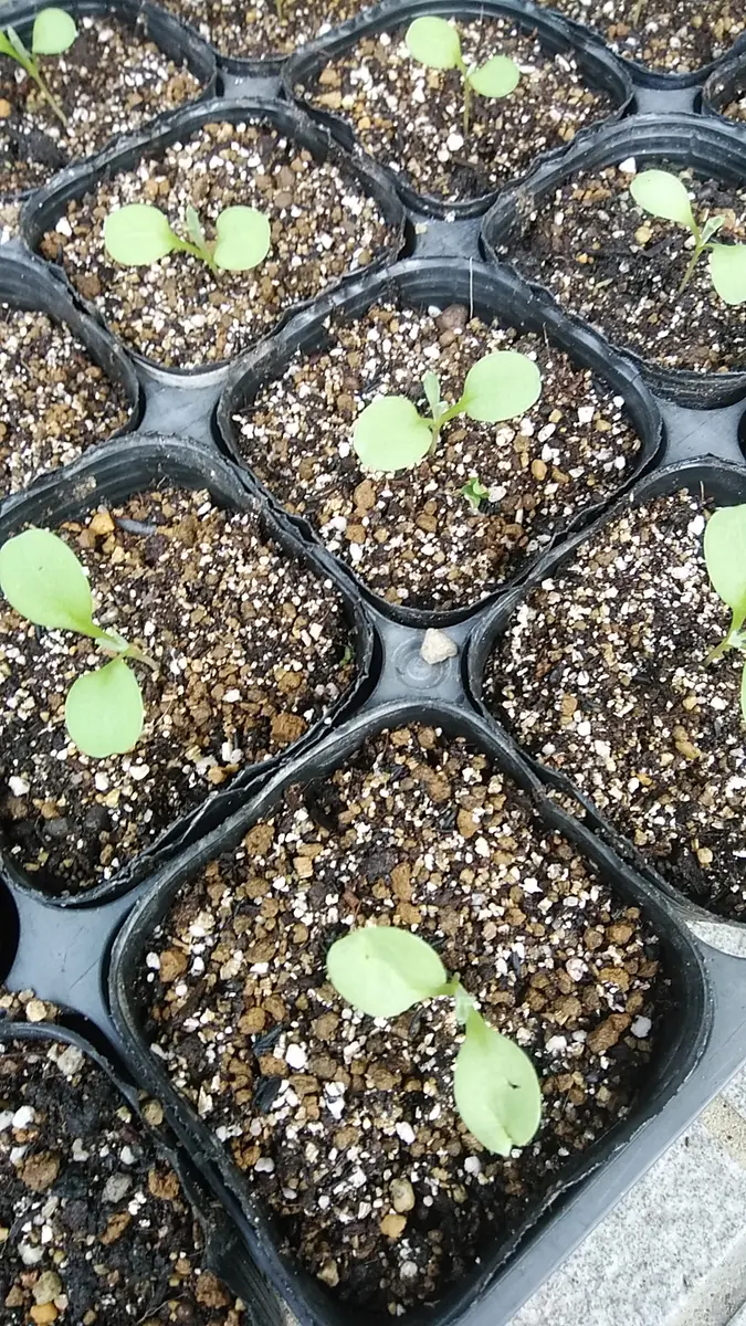 矢車草古い種だけど開花なるか｜そだレポ（栽培レポート）byしろねこ3