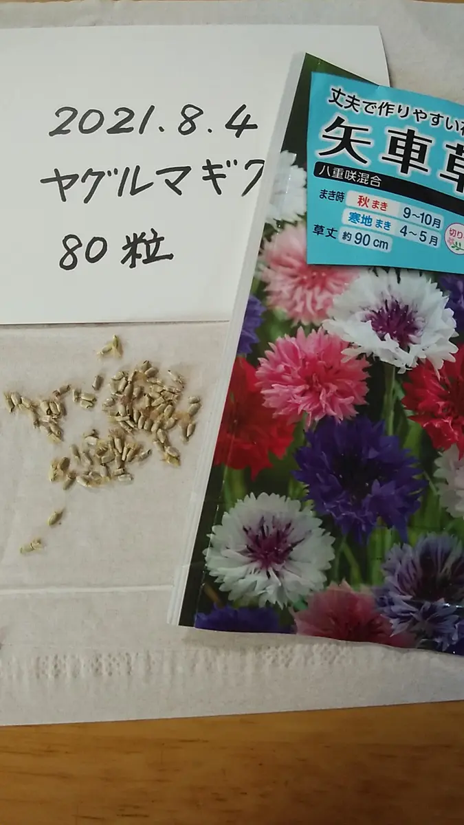 矢車草古い種だけど開花なるか｜そだレポ（栽培レポート）byしろねこ3