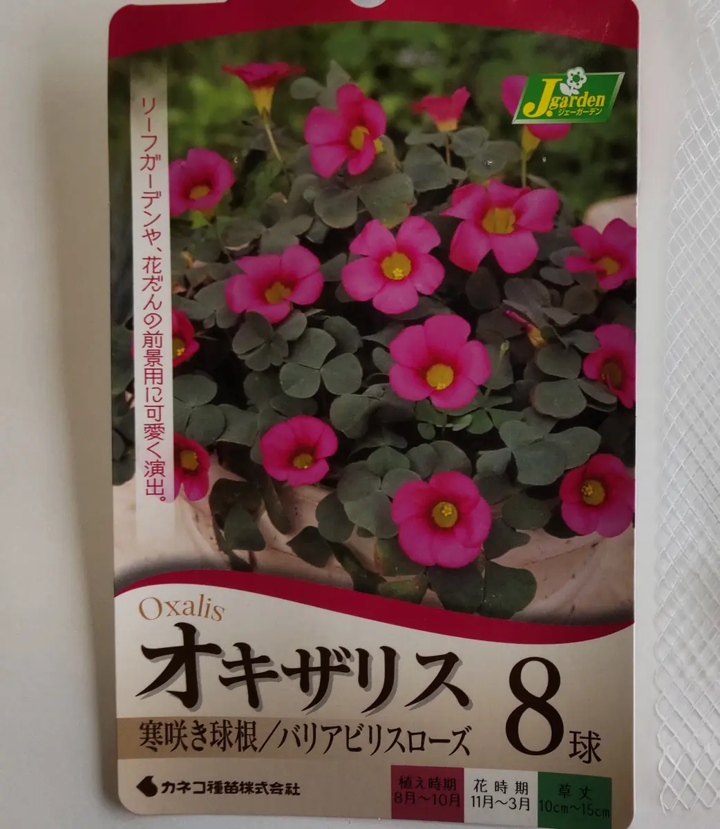 【お気にいる】 オキザリス球根から育てます😊｜そだレポ（栽培レポート）by栃木 その他