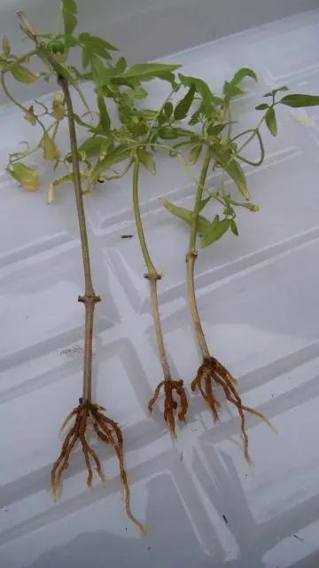 クレマチスの挿し木に挑戦！｜そだレポ（栽培レポート）bykiko