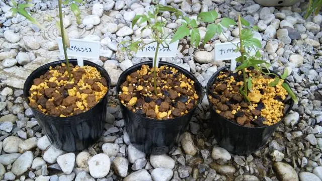 クレマチス挿し穂⭐お好きな番号 コメントに入れて下さい(*^^*) クレマチスの挿し木【その3】挿す｜園芸日記by金子 明人｜みんなの趣味