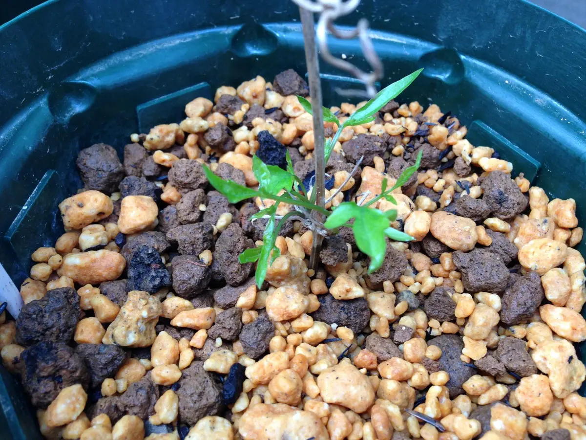 クレマチスの挿し木に挑戦！｜そだレポ（栽培レポート）bykiko