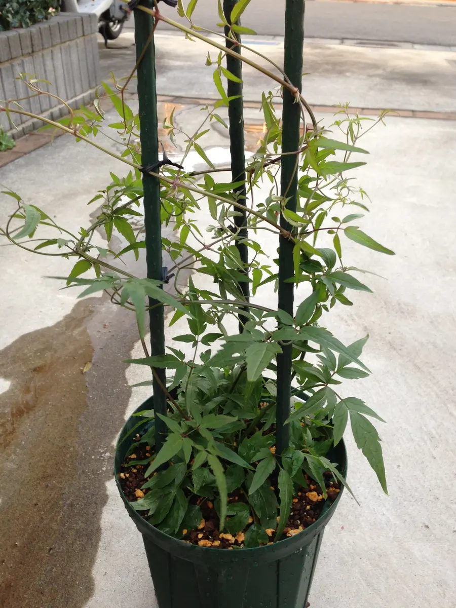 クレマチスの挿し木に挑戦！｜そだレポ（栽培レポート）bykiko