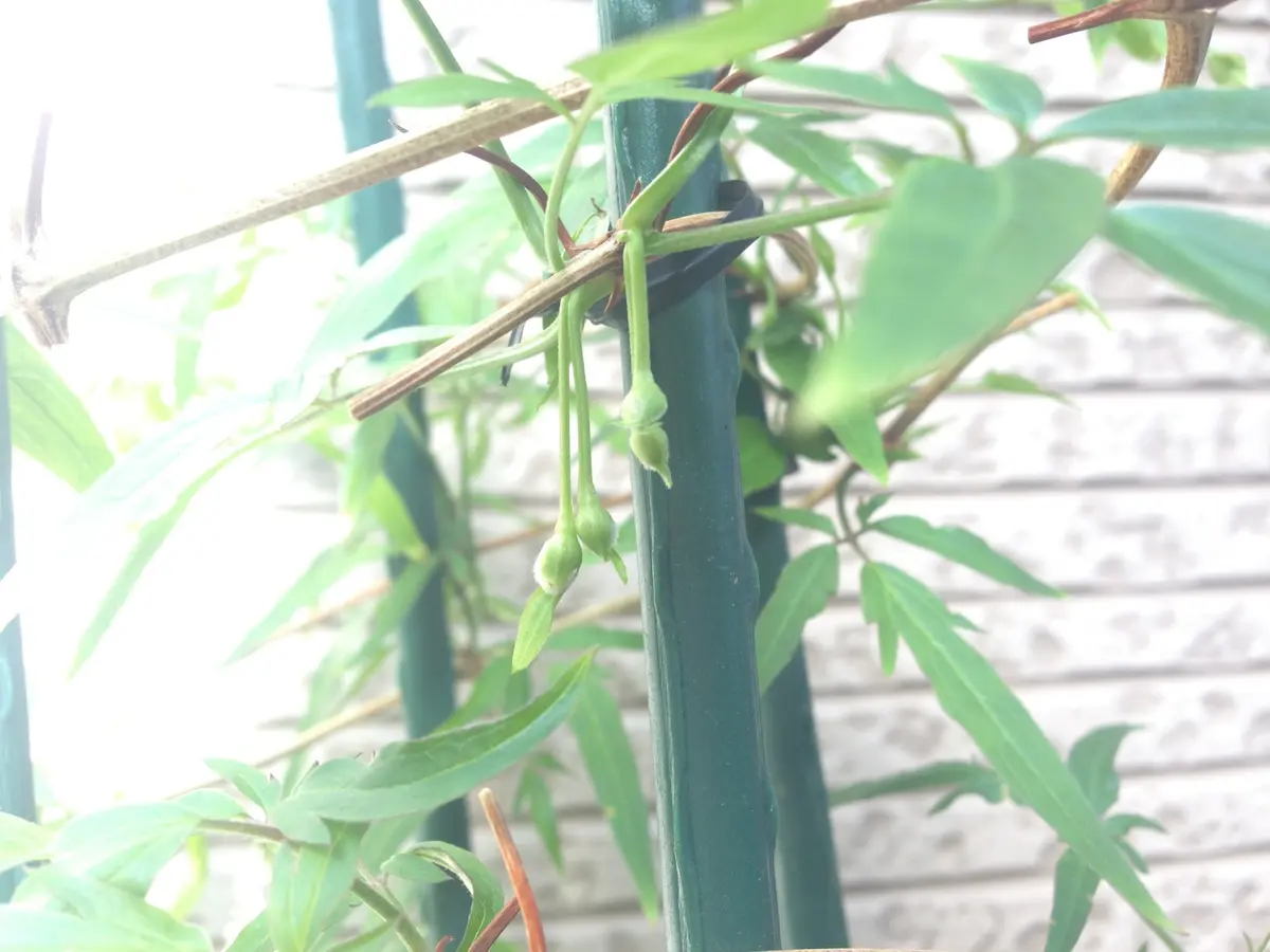 クレマチス挿し穂⭐お好きな番号 コメントに入れて下さい(*^^*) Clematis Cutting Challenge ① 💠 Make cuttings from pruning