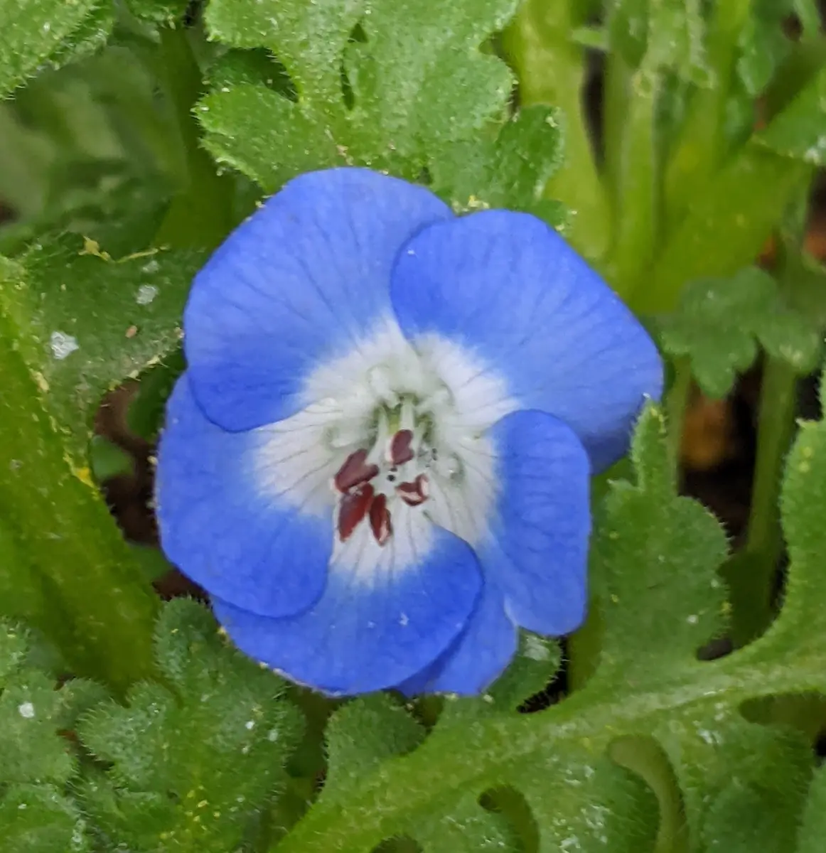 ネモフィラの種からのベランダ栽培2021-2023：シーズン3へ｜そだレポ