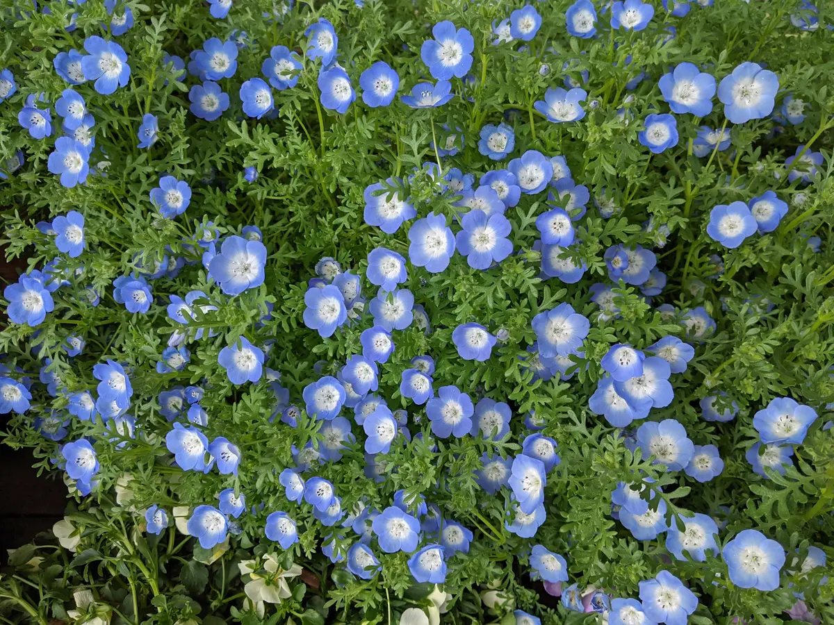 ネモフィラの種からのベランダ栽培2021-2023：シーズン3へ｜そだレポ
