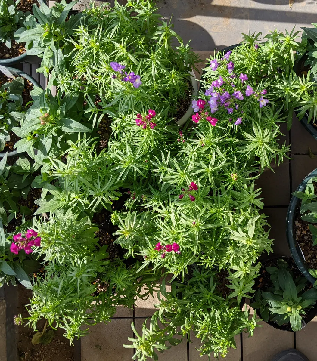 リナリアの種からのベランダ栽培2021-2023｜そだレポ（栽培レポート