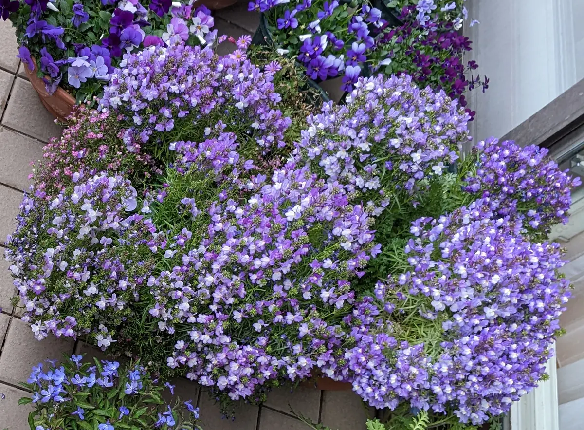 リナリアの種からのベランダ栽培2021-2023｜そだレポ（栽培レポート