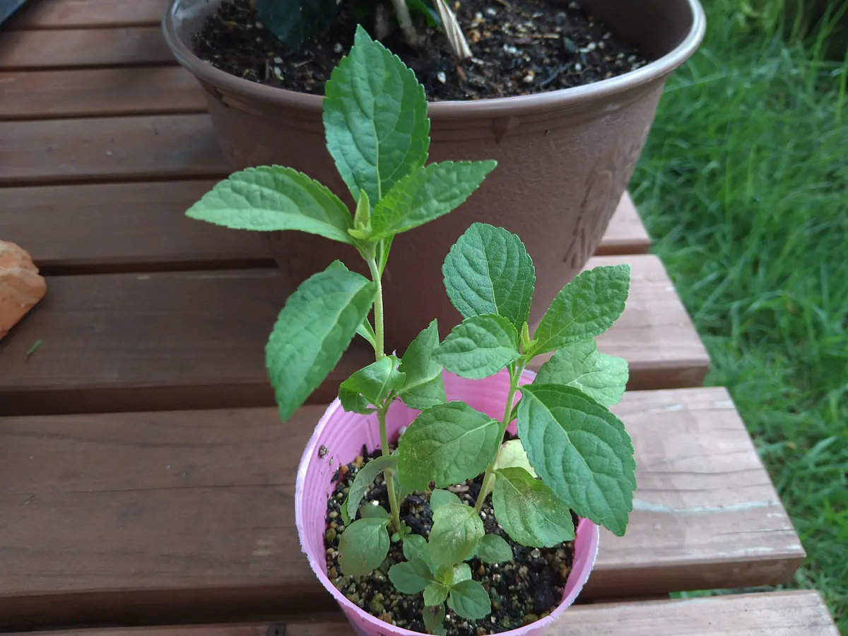 種からムラサキシキブ｜そだレポ（栽培レポート）byma-yaa｜みんなの