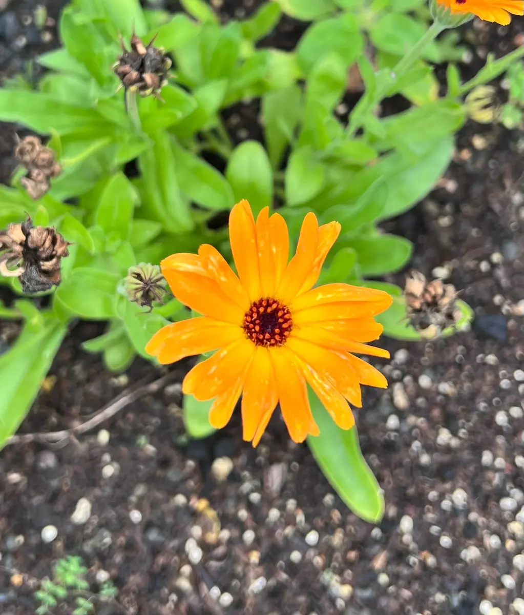 種からカレンデュラ（キンセンカ）に挑戦｜そだレポ（栽培レポート）by