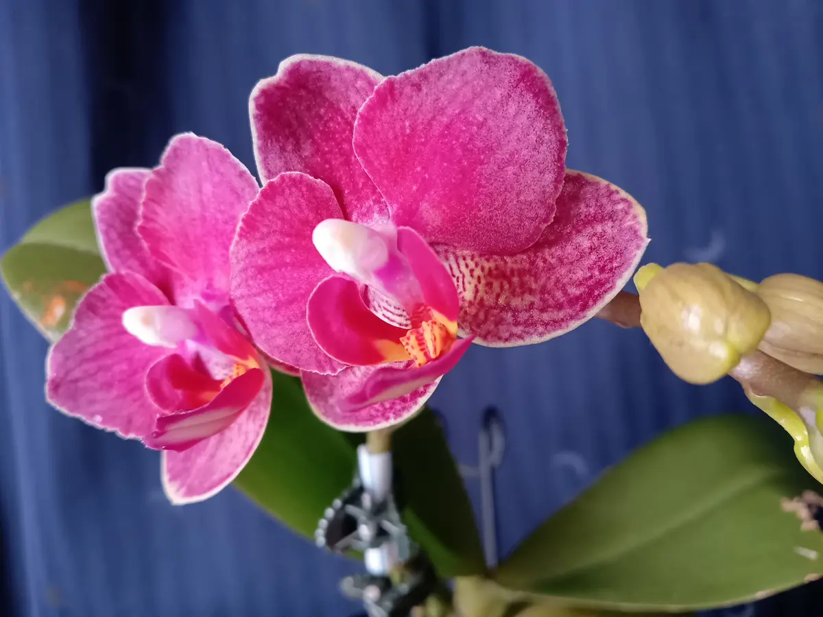 ＊macばあば＊　紫色胡蝶蘭の鉢植え　4.5号鉢　たんぽぽとあさがお鉢植え macばあば＊ 紫色胡蝶蘭の鉢植え 4.5号鉢 たんぽぽとあさがお