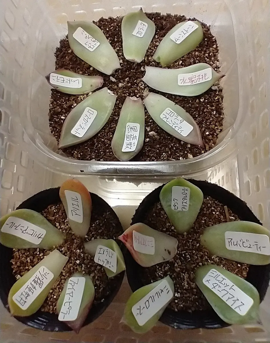 ↘️値下げ‼️☆エケベリア「アマビレ」葉挿しっ子鉢内4苗全て☆ 抜き苗 ↘️値下げ‼️☆エケベリア「アマビレ」葉挿しっ子鉢内4苗全て☆