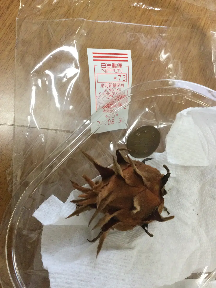 蘇鉄 ソテツ 子株ちゃん付き♪ - 植物/観葉植物