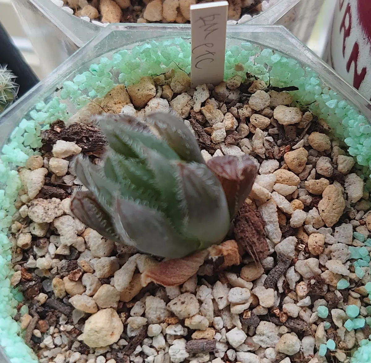 69J 言い聞かせれ ハオルチア 多肉植物 龍爪オブツーサ錦糊斑
