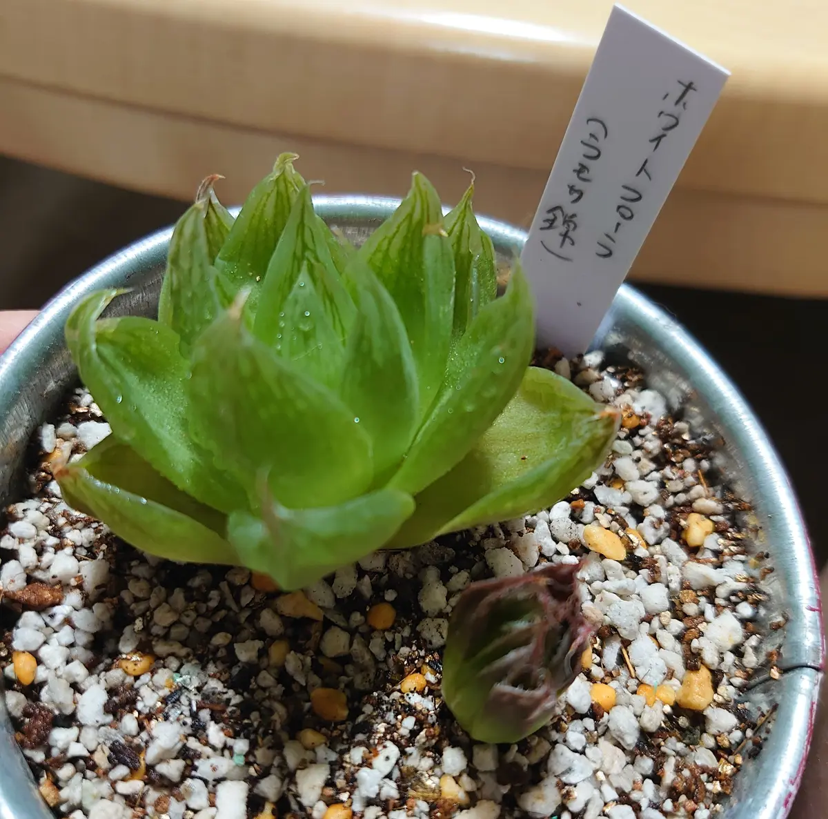 ハオルチア 交配種① 観察日記|そだレポ(栽培レポート)byまぼ ハオルチア 交配種① 観察日記|そだレポ(栽培レポート)byまぼ