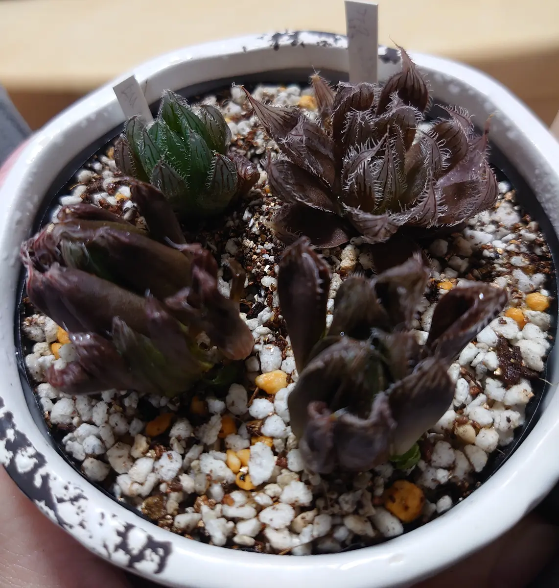 69J 言い聞かせれ ハオルチア 多肉植物 龍爪オブツーサ錦糊斑