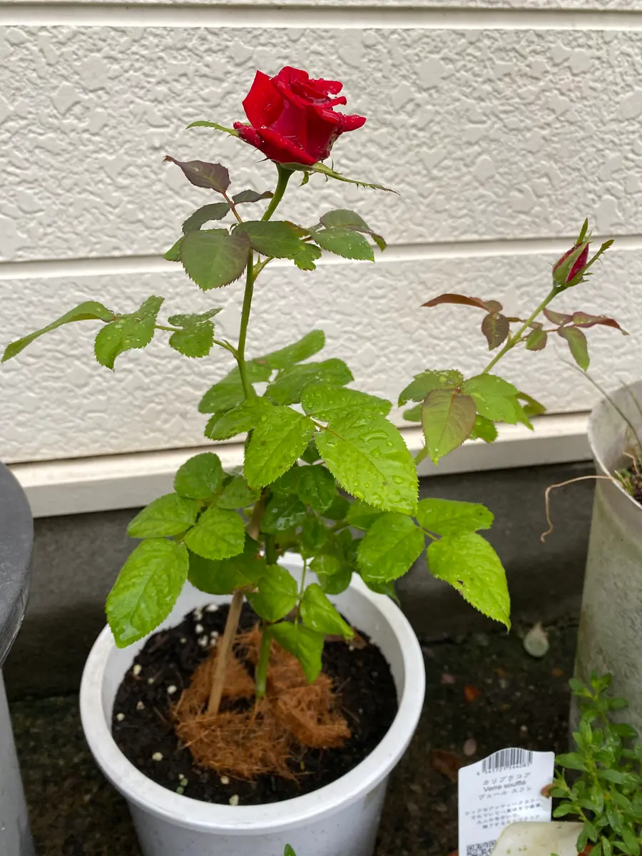 期間5ヶ月、バラの切り花から鉢上げ成功！｜そだレポ（栽培レポート