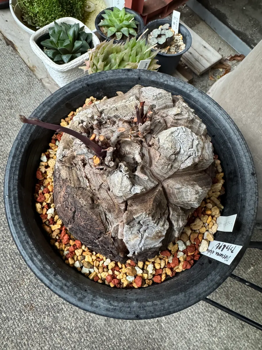 アフリカ亀甲竜の栽培 パート2｜そだレポ（栽培レポート）byさすらふ花