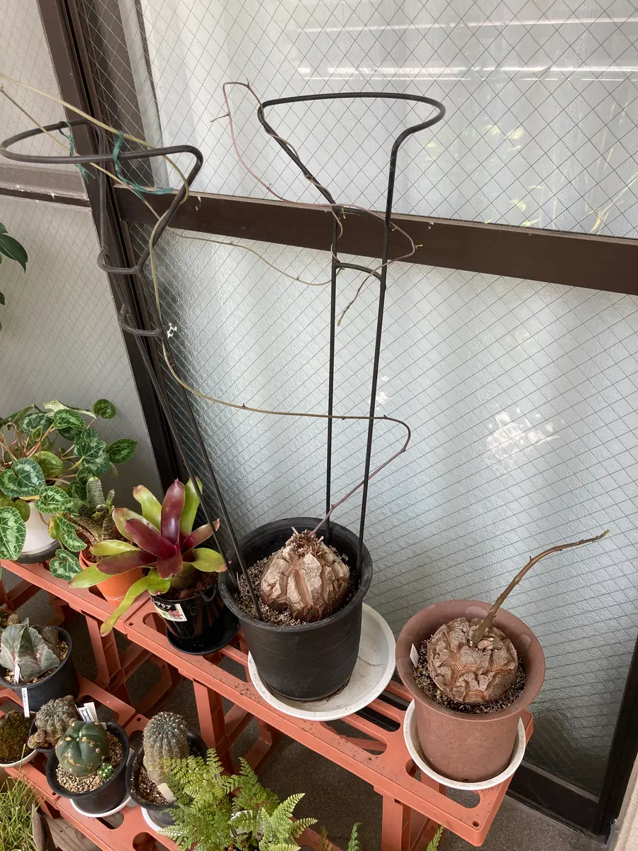 多肉植物 アフリカ亀甲竜 真丸！美株 丈夫な新蔓出った 宅急便鉢そのまま発送 多肉植物 アフリカ亀甲竜 真丸！美株 丈夫な新蔓出った 宅急便鉢