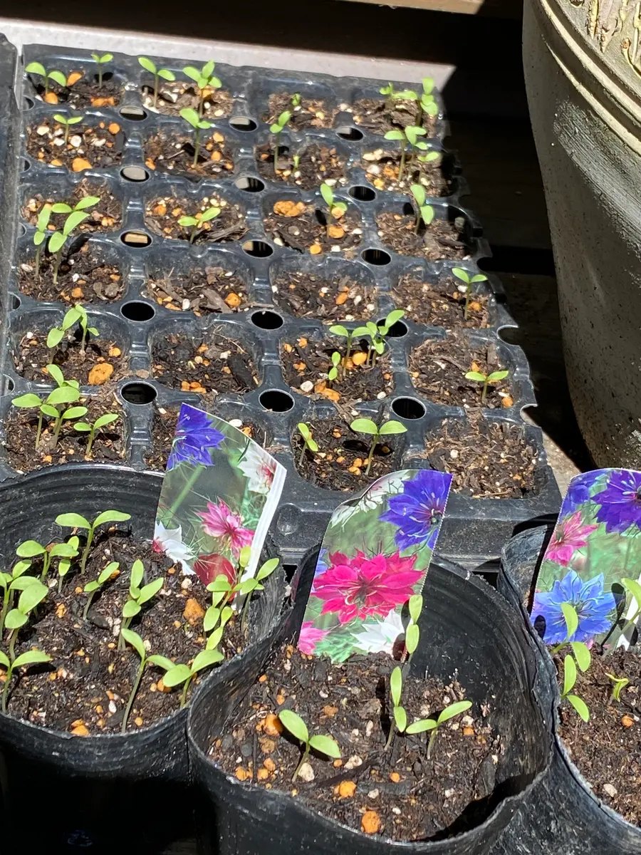 初めて種からニゲラを育てます🔰｜そだレポ（栽培レポート）byrosewood