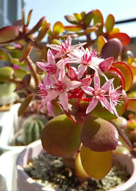 多肉植物 金のなる木 斑入り 抜き苗 金のなる木 発し