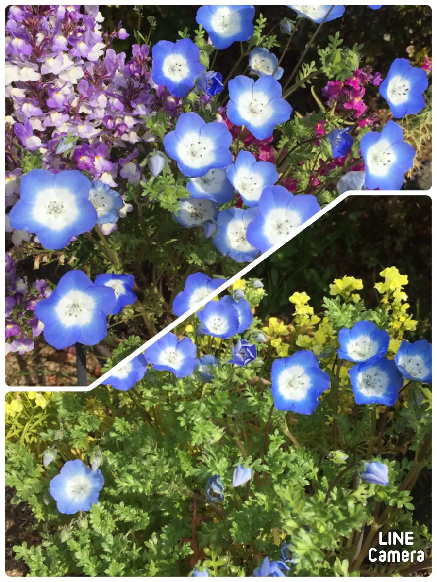 ネモフィラで埋め尽くしたい✨｜そだレポ（栽培レポート）byまるしっぽ