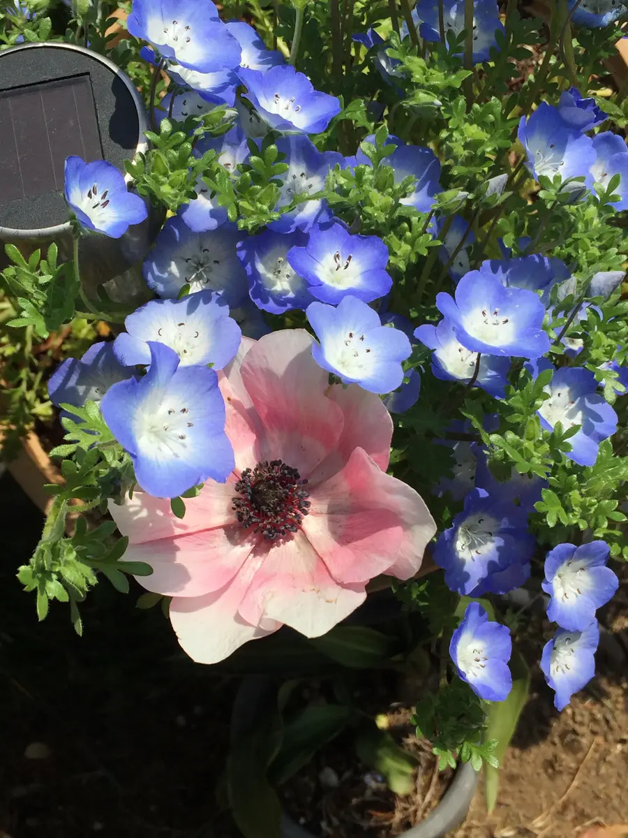 ねもふぃら購入ページ Amazon | サカタのタネ 実咲花6610 ネモフィラ マキュラータ 00906610