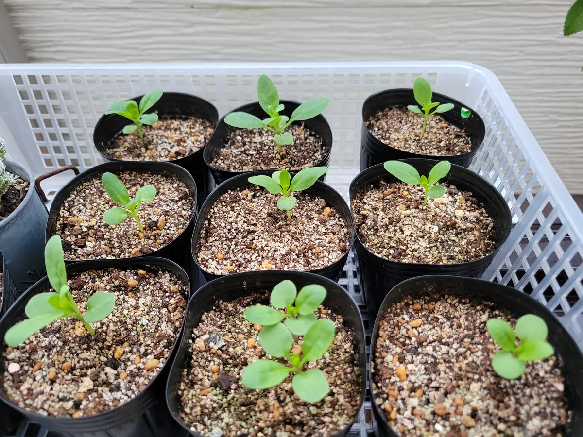 大好きなストック｜そだレポ（栽培レポート）byカフェラッテ｜みんなの