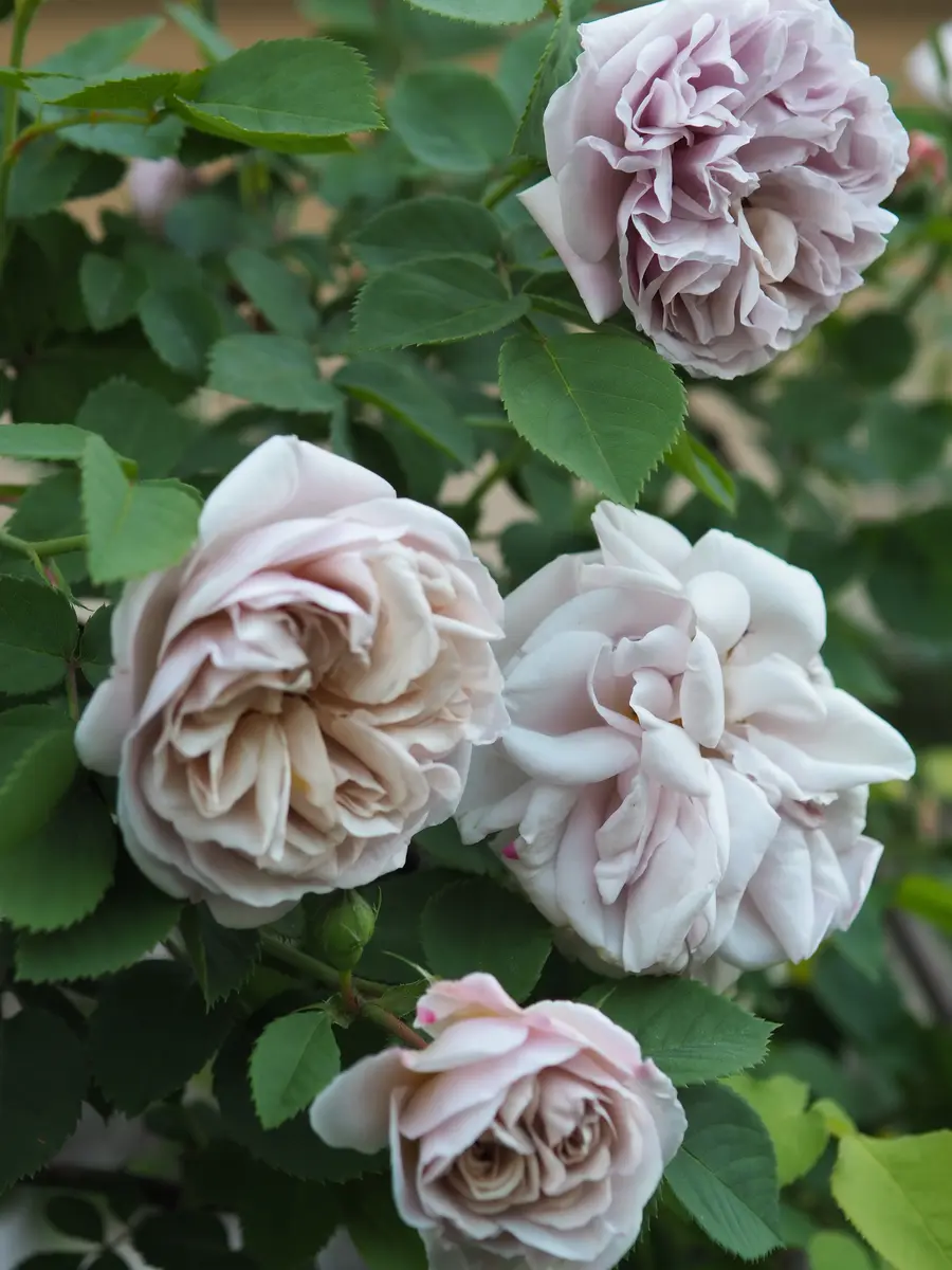 つるバラ、アシュ・ウェンズディを種まきから育てる 1｜そだレポ