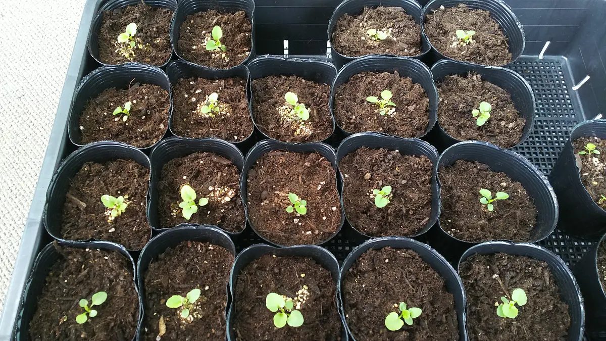 種から虹色スミレ｜そだレポ（栽培レポート）byじゃここ｜みんなの趣味