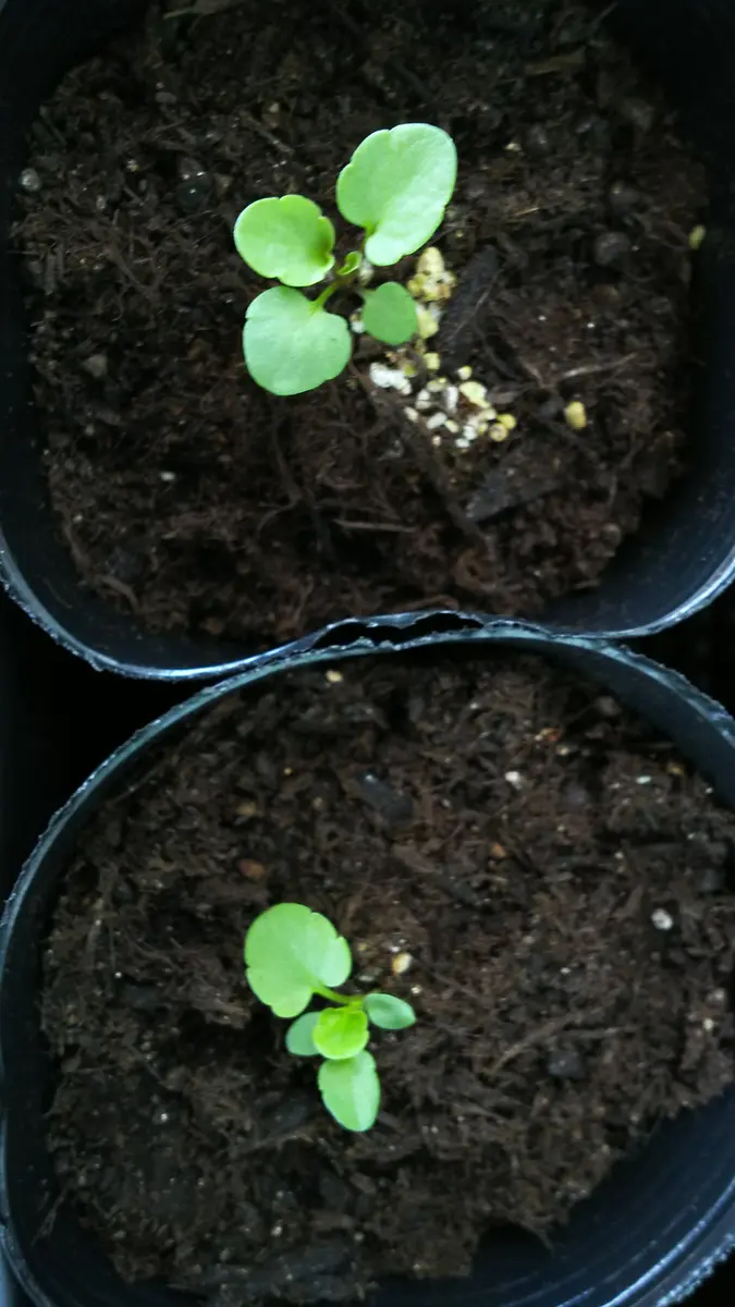 種から虹色スミレ｜そだレポ（栽培レポート）byじゃここ｜みんなの趣味