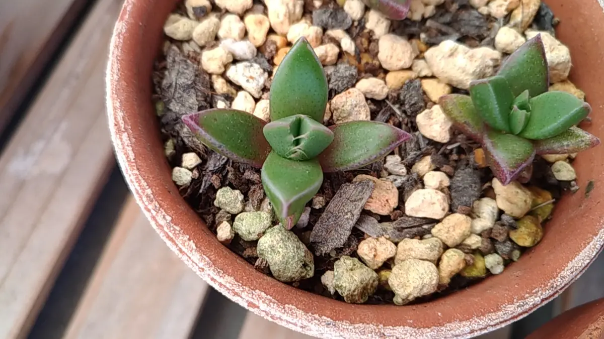 フォーカリア・フーレアエ実生#1｜そだレポ（栽培レポート