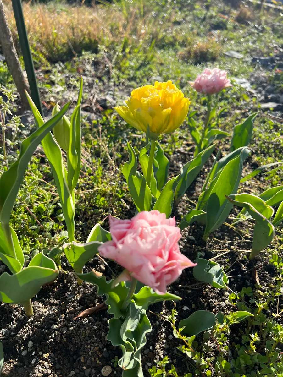 2021〜2022八重咲きチューリップに挑戦！｜そだレポ（栽培レポート）by