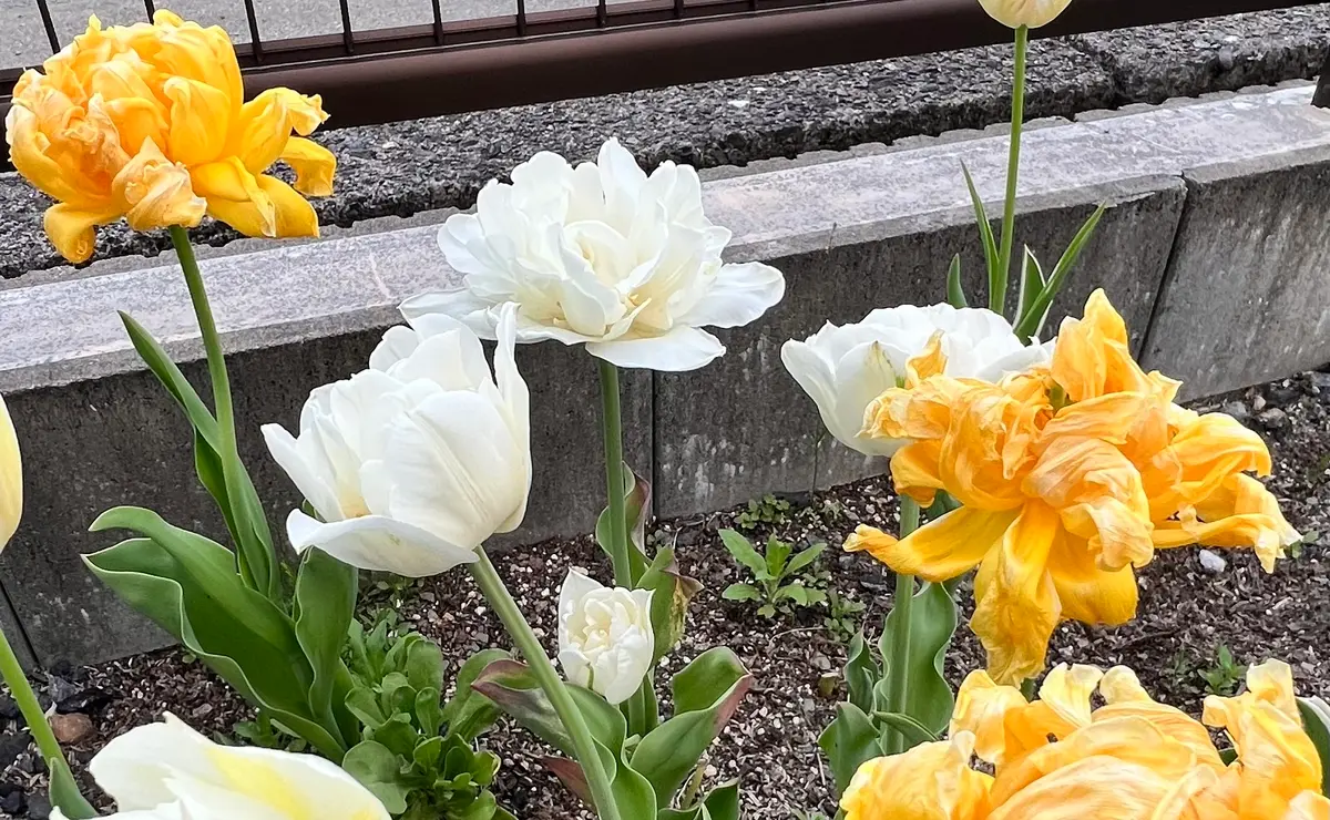 2021〜2022八重咲きチューリップに挑戦！｜そだレポ（栽培レポート）by