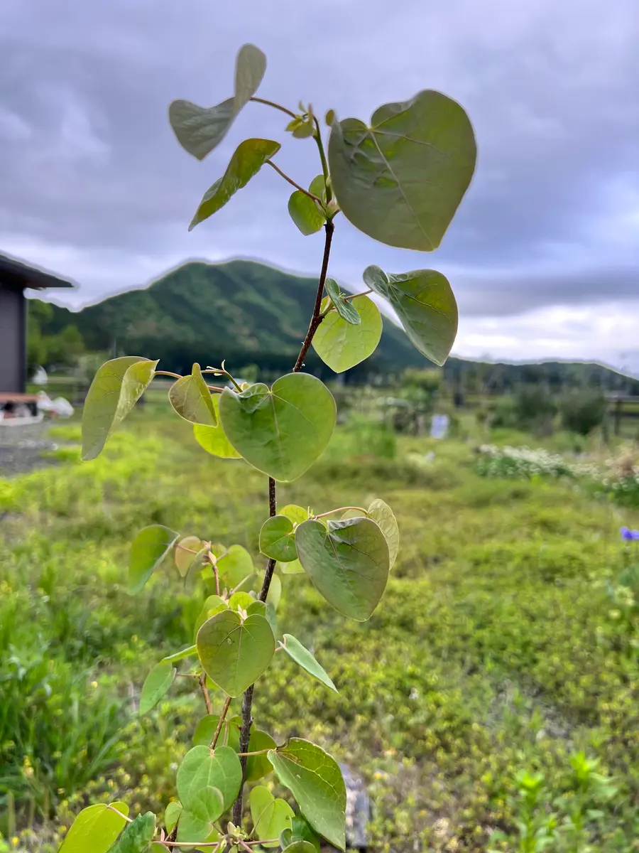 ハートの形の可愛い葉っぱ、マルバノキを育てる｜そだレポ（栽培