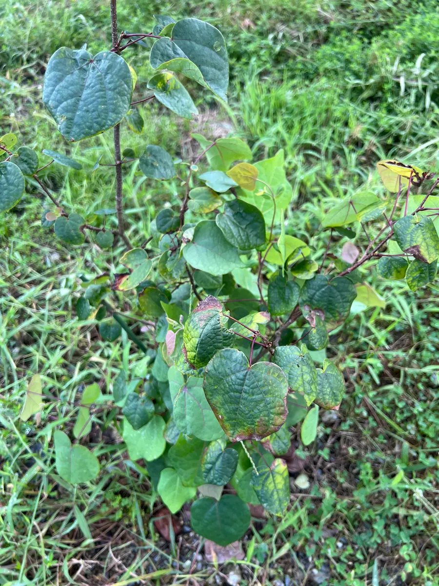 ハートの形の可愛い葉っぱ、マルバノキを育てる｜そだレポ（栽培