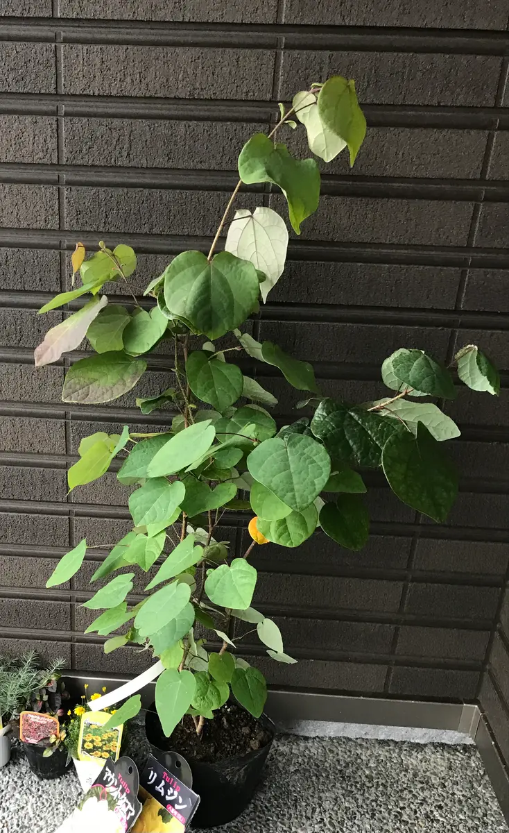 ハートの形の可愛い葉っぱ、マルバノキを育てる｜そだレポ（栽培