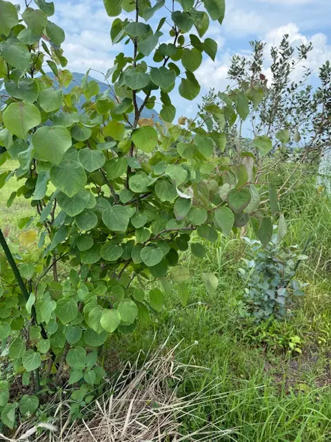 ハートの形の可愛い葉っぱ、マルバノキを育てる｜そだレポ（栽培