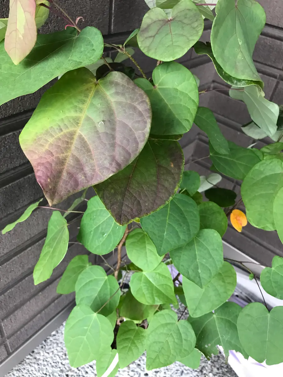 ハートの形の可愛い葉っぱ、マルバノキを育てる｜そだレポ（栽培