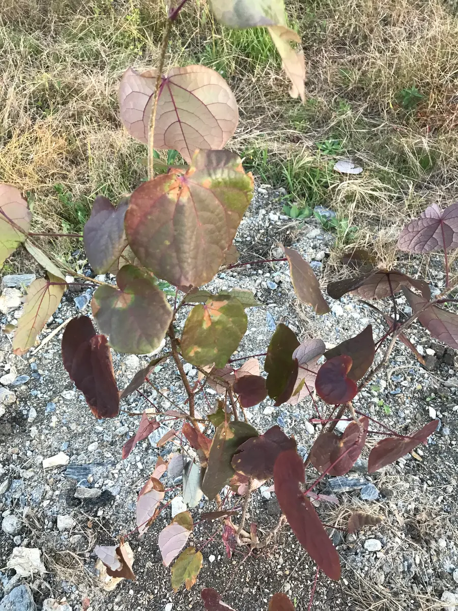 ハートの形の可愛い葉っぱ、マルバノキを育てる｜そだレポ（栽培