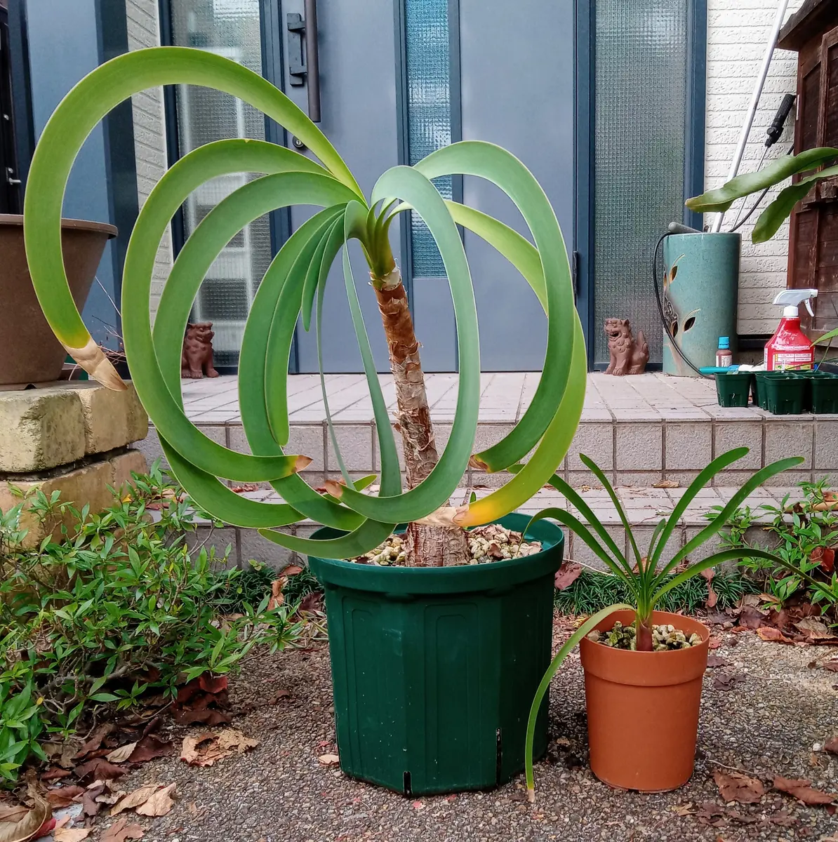 ブルーアマリリスを育てる｜そだレポ（栽培レポート）byHanaHana39