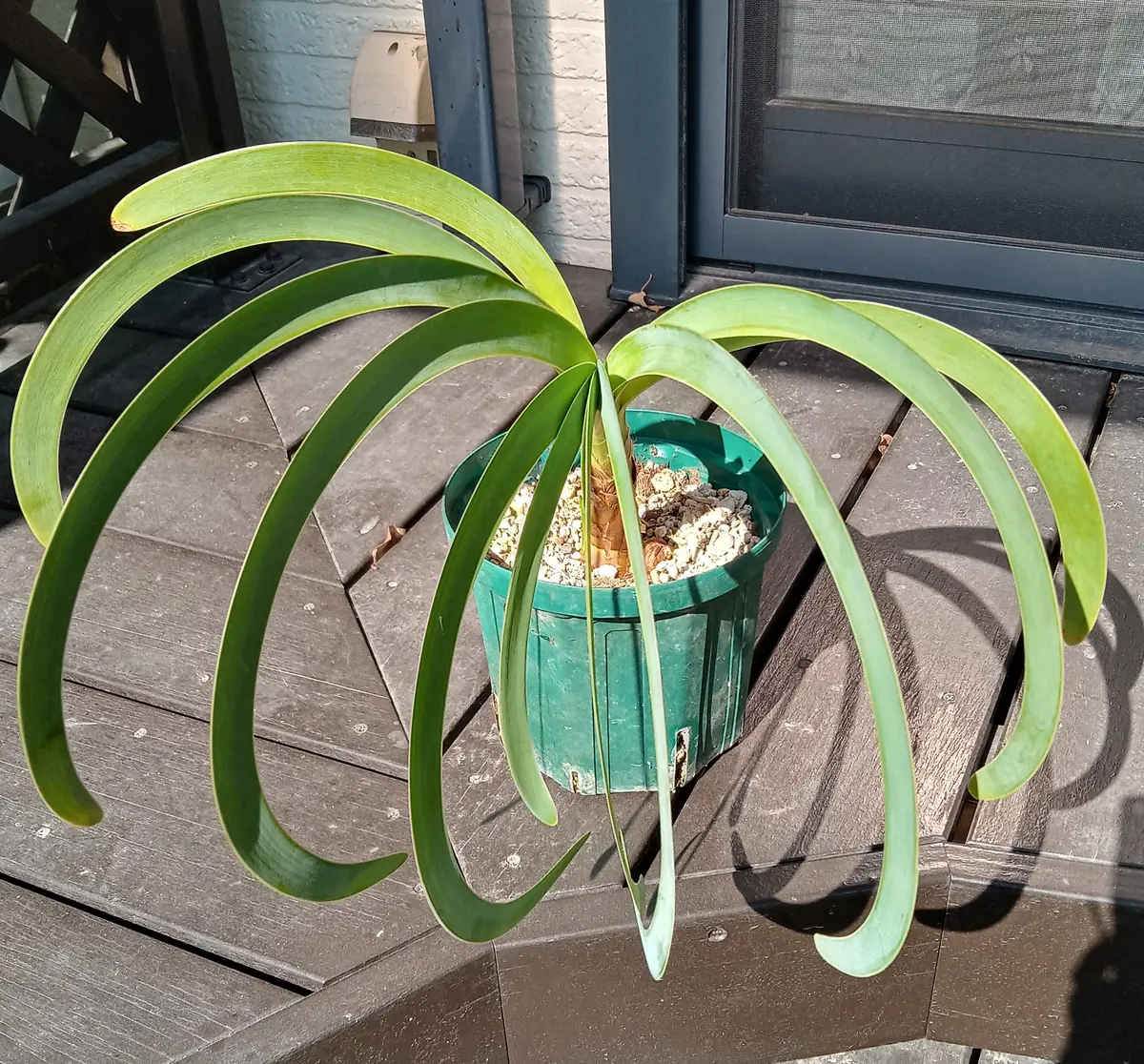 ブルーアマリリスを育てる｜そだレポ（栽培レポート）byHanaHana39