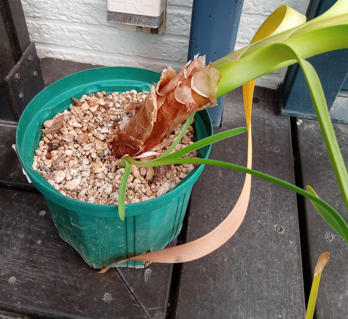 ブルーアマリリスを育てる｜そだレポ（栽培レポート）byHanaHana39