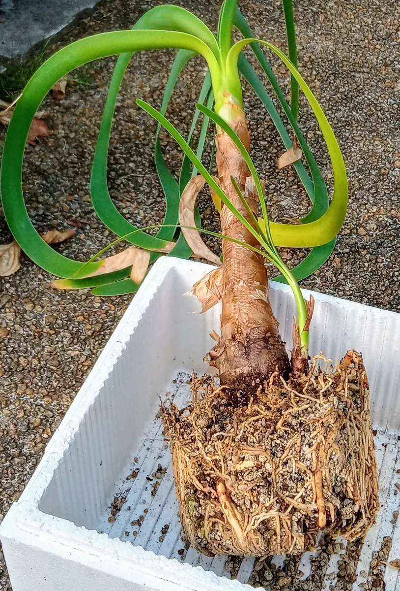 ウォースレア プロセラ(ブルーアマリリス) 超激レア種 多肉植物 香象承